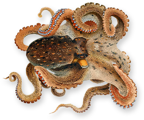 Octopus Png Image Transparent Background - Octopus Png (720x430), Png Download