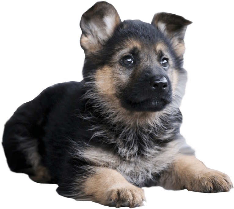 35 Days Old German Shepherd (842x684), Png Download