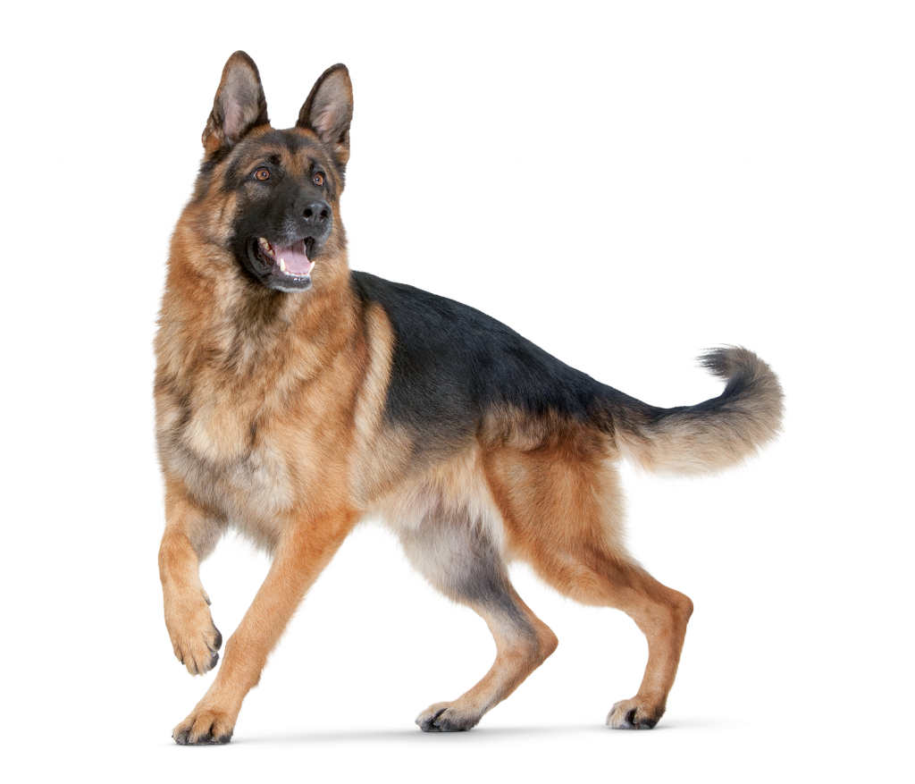 Google Search - German Shepherd Png (1024x877), Png Download