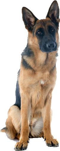 Beds, Collars And Accessories - German Shepherd Puppy Transparent (361x554), Png Download
