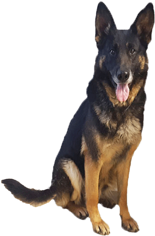 Our Kennel Services - German Shepherd Puppies Png (600x500), Png Download