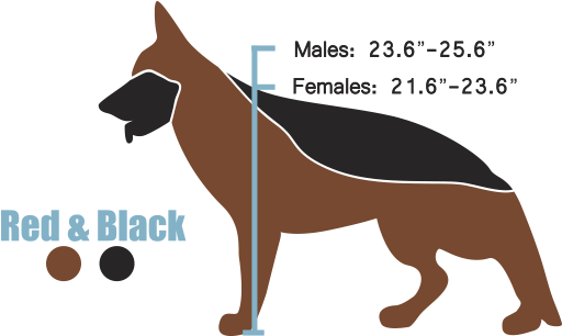 The West European Show Line - Black German Shepherd Height And Weight (511x360), Png Download