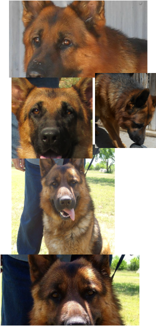 German Shepherd (312x652), Png Download