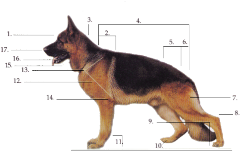 German Shepherd Dog Anatomy - German Shepherd (510x314), Png Download