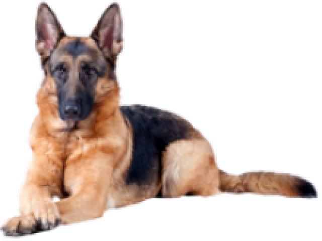 German Shepherd Clipart Transparent Background - Pastor Alemão Capa Preta (640x480), Png Download