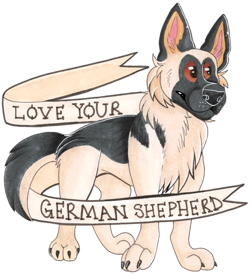 Love Your German Shepherd - Old German Shepherd Dog (1024x1000), Png Download