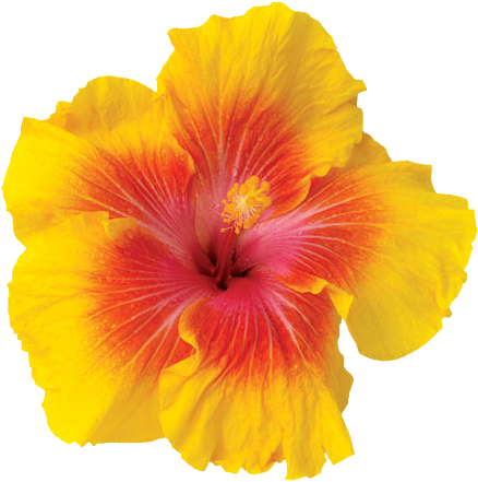 Hibiscus Flowers Png Svg Black And White - Yellow Hibiscus Flower Png (450x450), Png Download