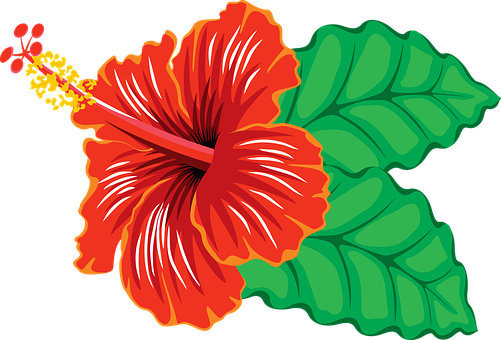 Flower Hibiscus Tropical Hibiscus Hibiscus - Hibiscus Flower Clipart Png (501x340), Png Download