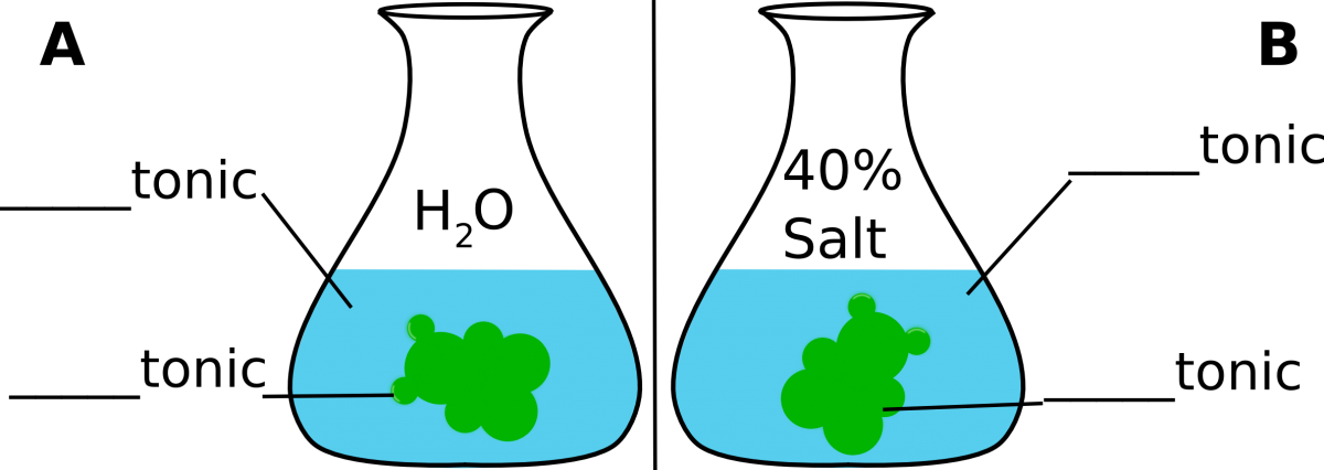 Gummybear-osmosis - Gummy Bear In Salt Water Diagram Experiment (1200x426), Png Download