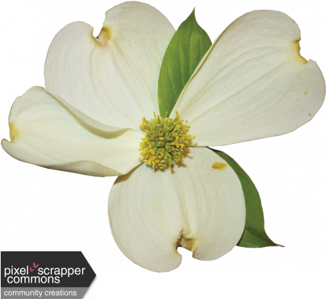 Dogwood Vector Watercolor Picture Black And White Download - Transparent Flowering Dogwood (456x456), Png Download