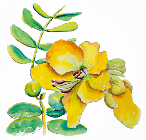 Hyaluronic Acid - Caesalpinia (476x457), Png Download