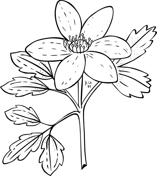 Ku - Jasmine Clipart Black And White (534x600), Png Download