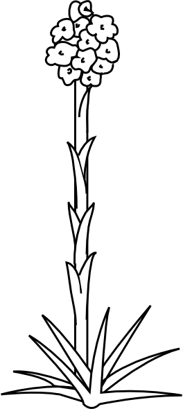 Original Png Clip Art File Plant Flower Outline Svg (264x590), Png Download