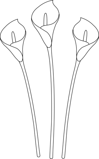 I Searched For A Calla Lily Outline, And This Free - Clip Art (344x550), Png Download