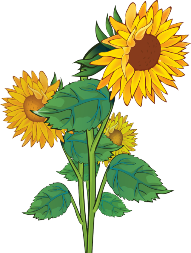 Sunflower Clipart Rustic - Plants Sunflower Clip Art (640x847), Png Download