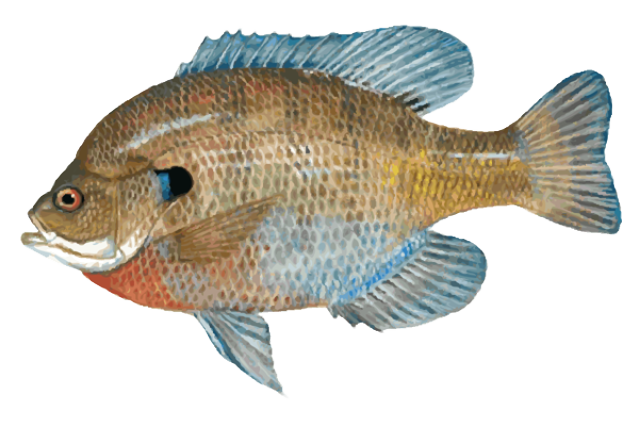 Great Clip Art Of Freshwater Fish - Freshwater Bluegill (639x426), Png Download
