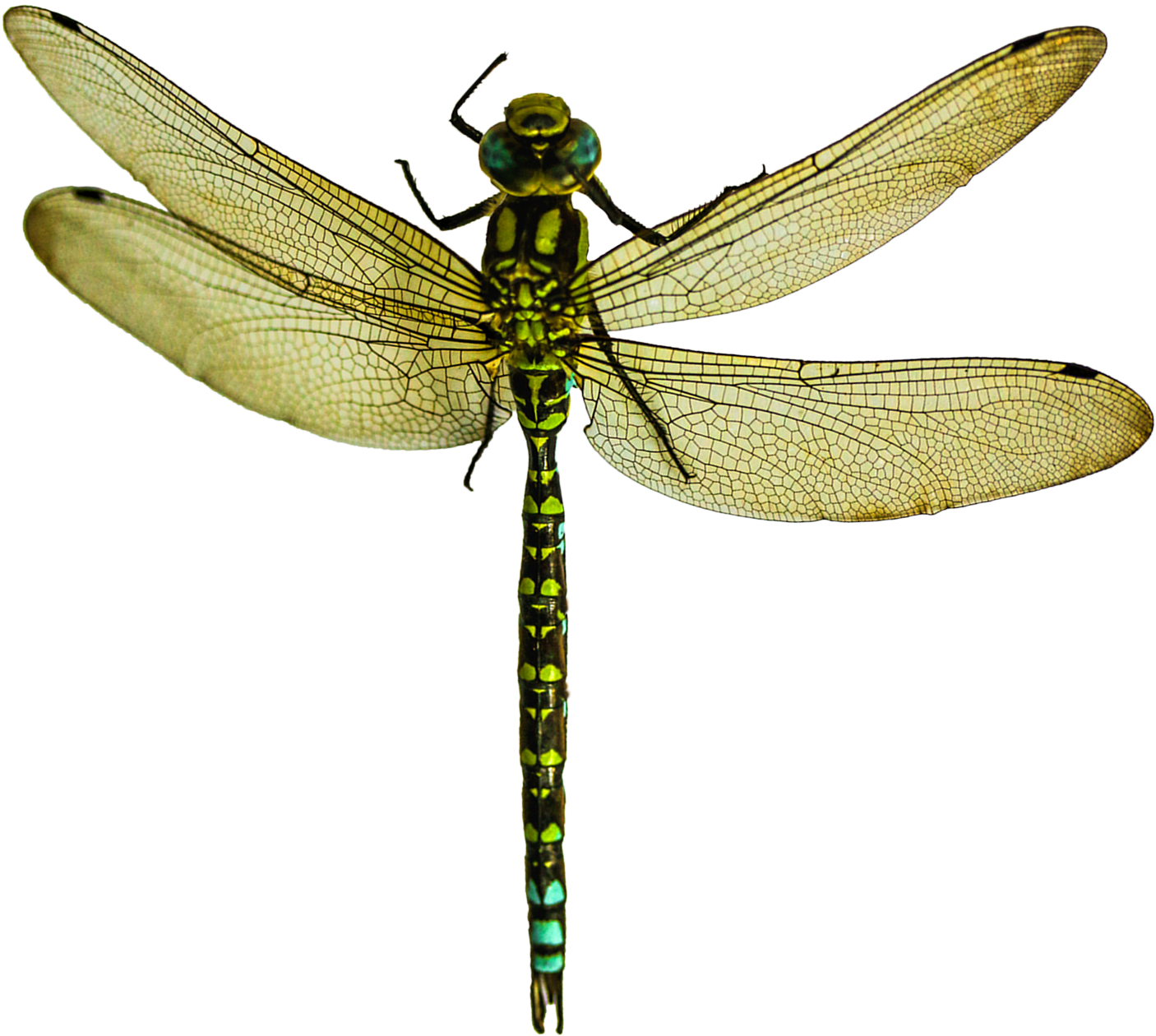 Png Images Free Download - Dragonfly Png (1583x1440), Png Download
