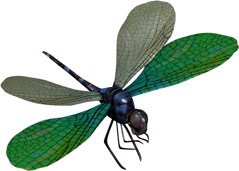 Blue Dragonfly - Dragonfly (900x672), Png Download