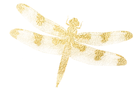 Illustrations - Dragonfly (533x576), Png Download