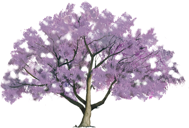 Jacaranda Tree Png (750x502), Png Download