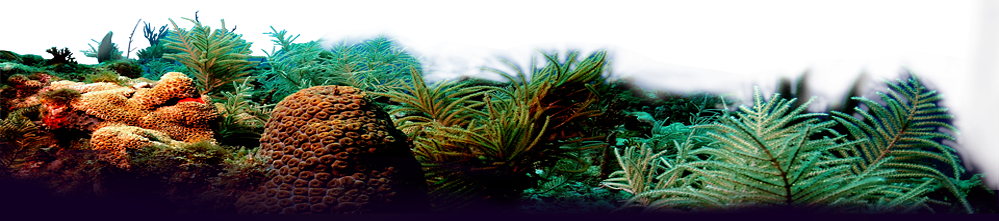 Buckhead Location - Sushi Bar Genki (999x221), Png Download