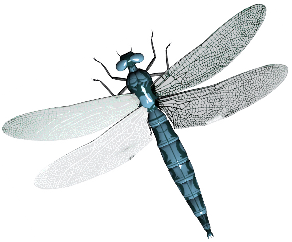 Dragonfly Png - Transparent Background Dragonfly Transparent (952x787), Png Download