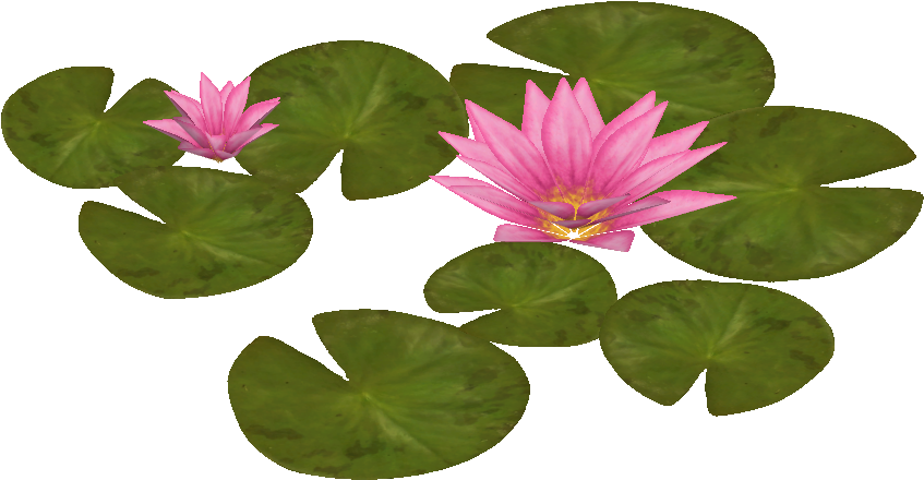 Water Lily 2 - Water Lily Png (846x846), Png Download