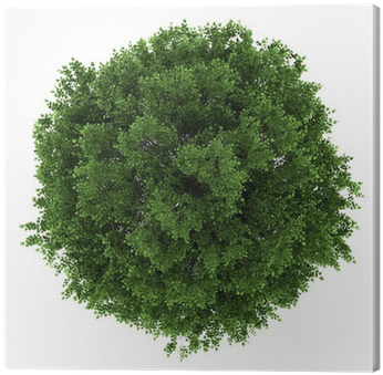 Top View Of Small-leaved Lime Tree Isolated On White - Top View Tree (400x400), Png Download