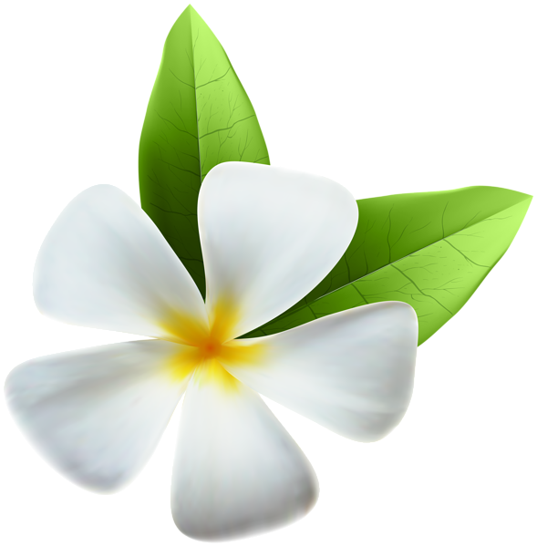 White Exotic Flower Png Clip Art Image - White Exotic Flower Png (589x600), Png Download