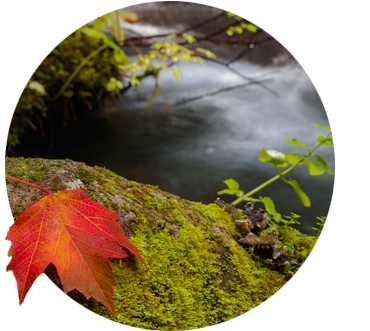 Fall Color Leaf On Mossy Rock Zigzag River Oregon's - Oregon (400x400), Png Download
