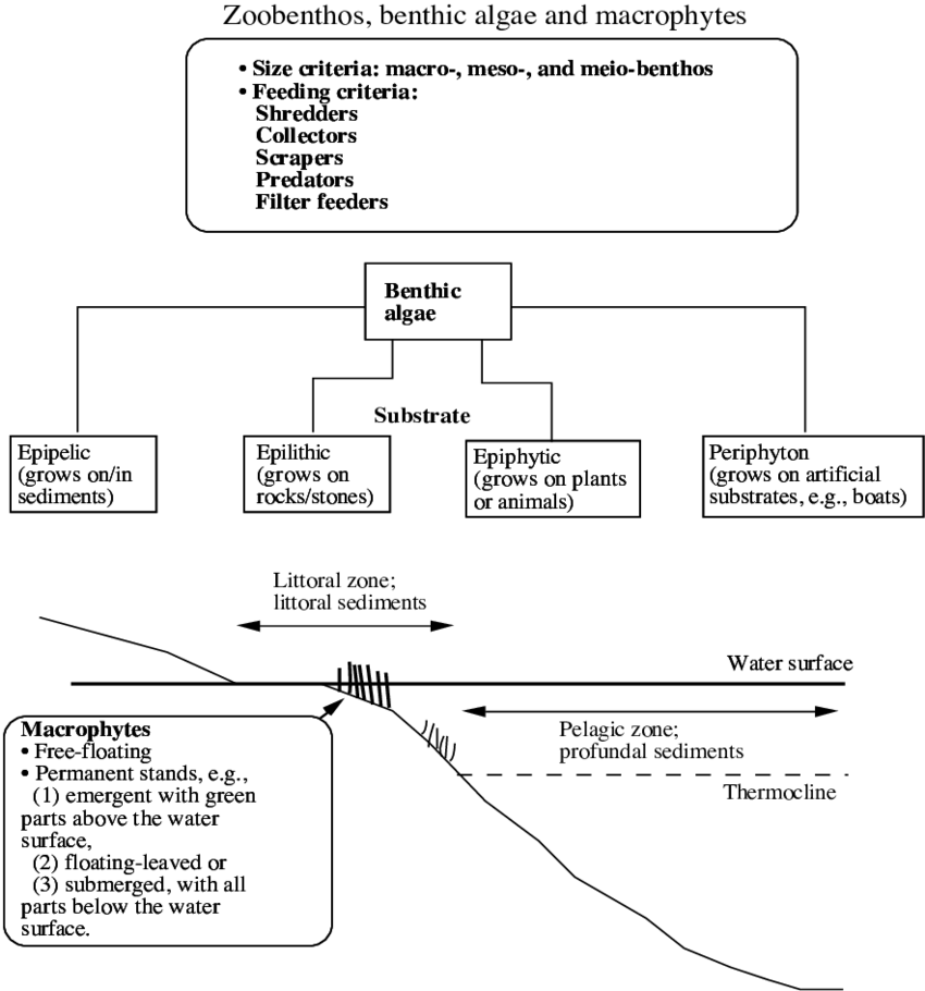 Concepts Related To Zoobenthos, Benthic Algae And Macrophytes - Diagram (850x910), Png Download