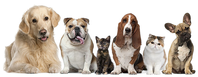 Dogs And Cats Png - Retinol Cream 2.5%, Organic With Hyaluronic Acid, 2 (640x249), Png Download