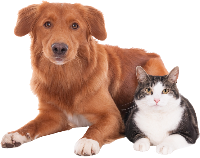 Dog & Cat Boarding Dog And Cat - Anjing Dan Kucing (647x518), Png Download