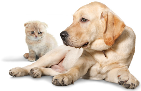 Serrapet The Best Supplements - Dog And Cat Png (480x309), Png Download