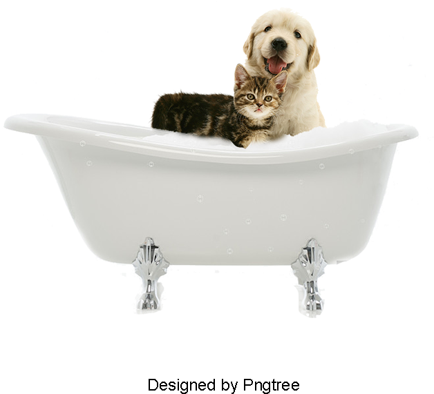 Cute Dogs And Cats Cute Clipart Cat Bath Pet Grooming Cat Full Size Png Download Seekpng