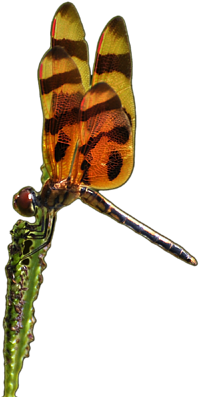 Click And Drag To Re-position The Image, If Desired - Macro Photography (600x450), Png Download