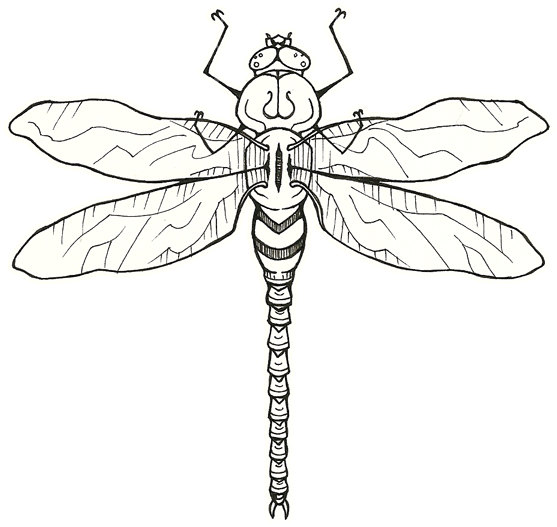 Icon Png Dragonfly Tattoos - Old School Dragonfly Tattoo (572x549), Png Download