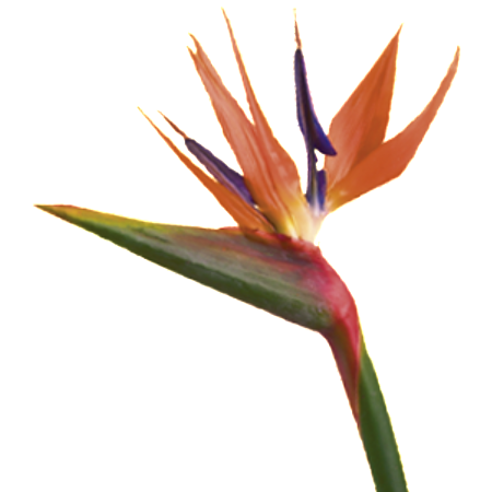Bird Of Paradise Flower (450x450), Png Download