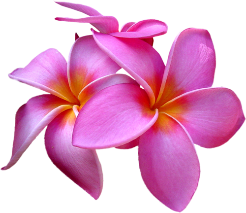 0 15e305 4c0ecf76 L Exotic Flowers, Tropical Flowers, - Plumerias On Transparent Background (500x432), Png Download