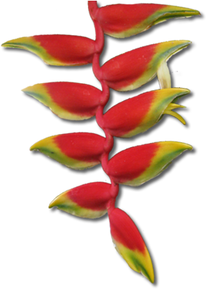 North Qld Flowers (330x421), Png Download