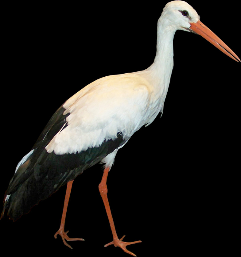 Stork Free Transparent Images - White Stork (785x835), Png Download