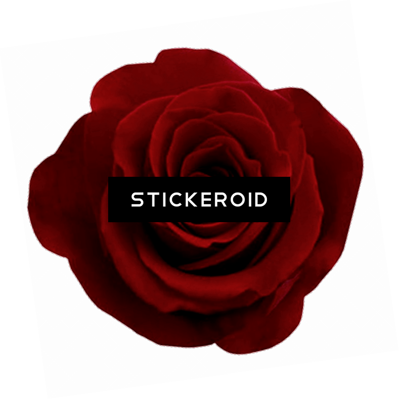 Rose Flowers - Garden Roses (789x790), Png Download