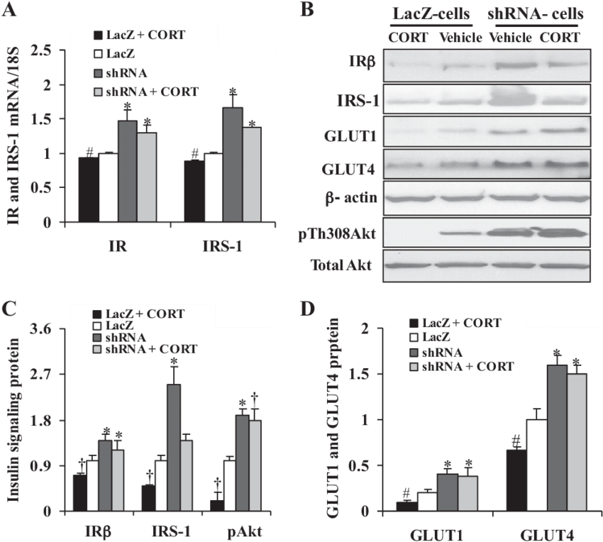 Download - Metropolitan Area (850x772), Png Download
