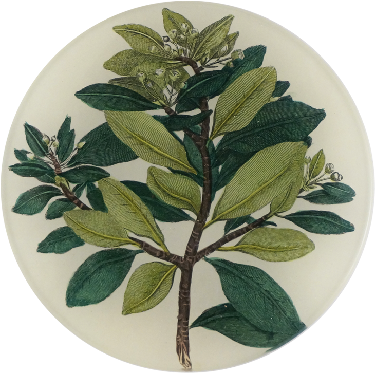 John Derian (800x800), Png Download