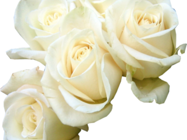 White Rose Png Transparent Images - Good Morning Flowers Rose White (640x480), Png Download