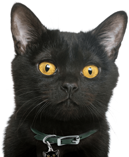 Search - Cat (560x550), Png Download