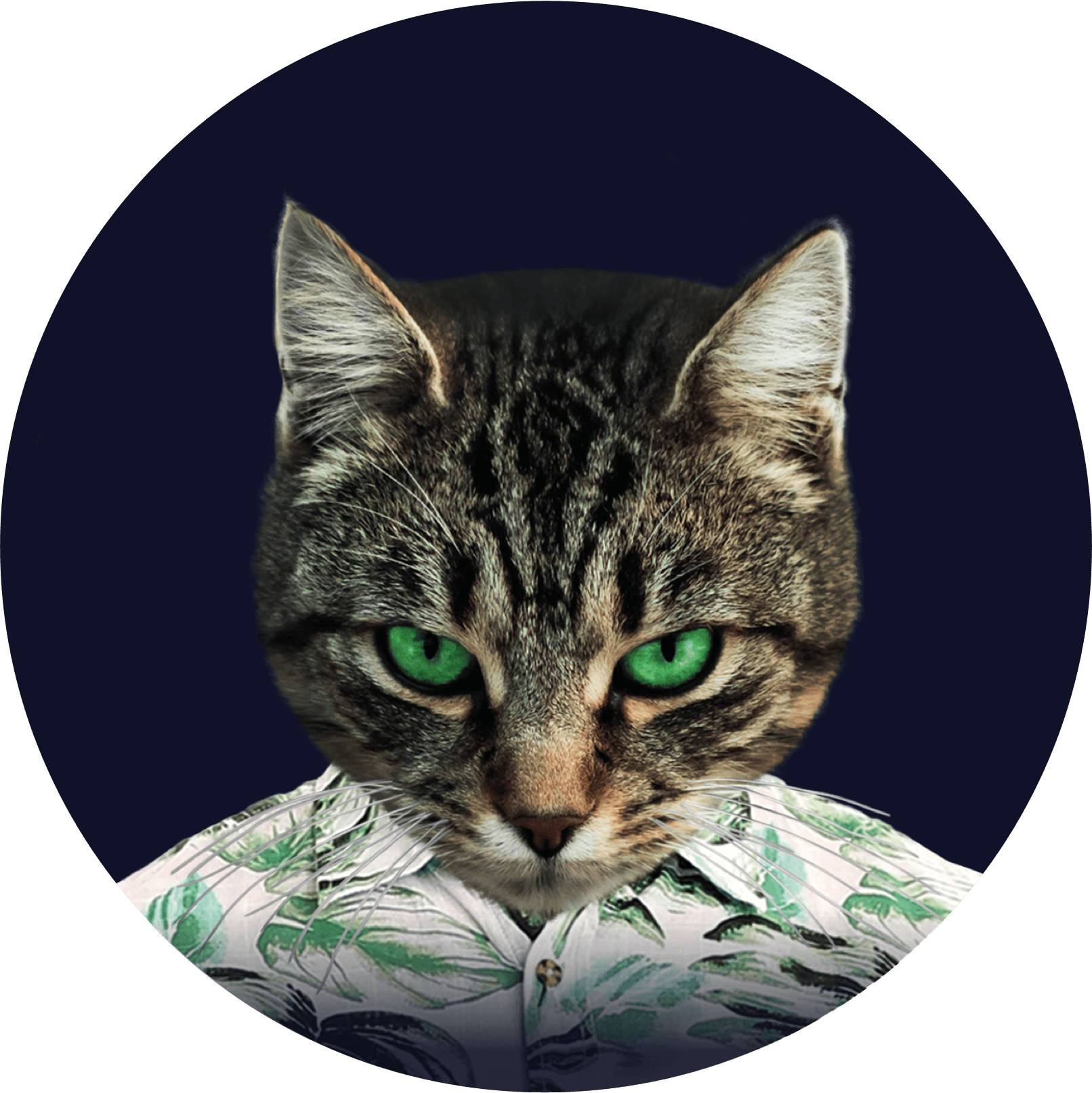 A Touch Of Coconut - Cat (1612x1614), Png Download