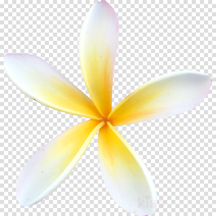 Yellow White Flowers Png Clipart Stock Photography - Clip Art (900x900), Png Download