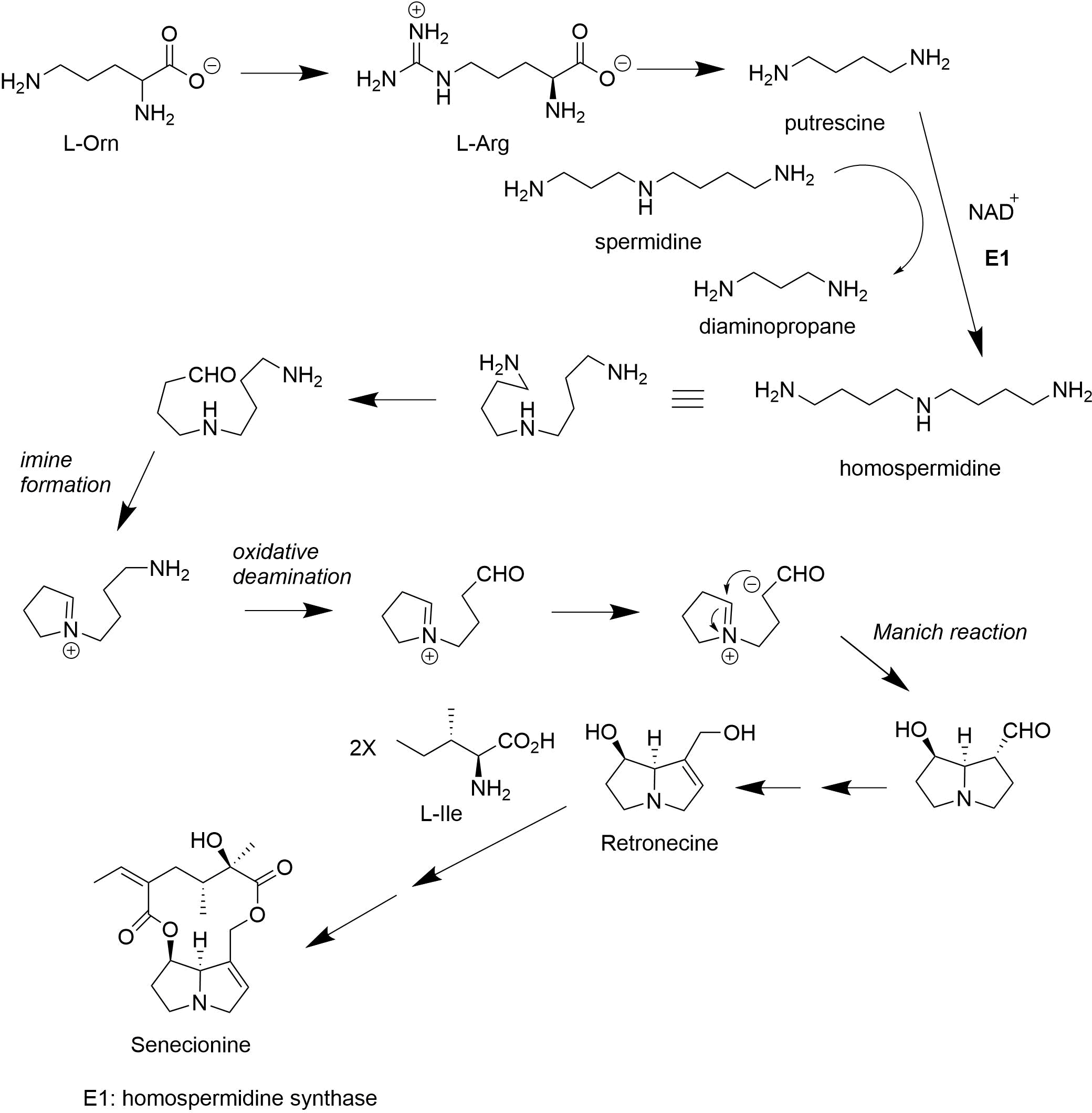 Complete Biosynthesis Of Senecionine - Diagram (2099x2133), Png Download