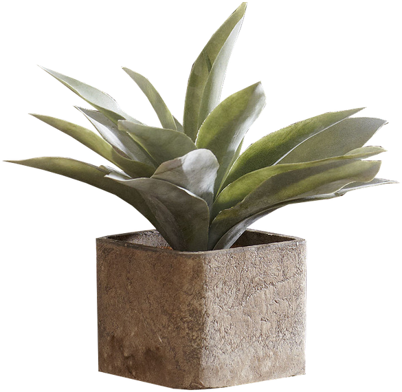 Agave Azul (600x586), Png Download